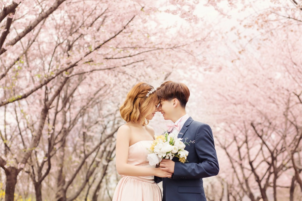 [Client Sample] Cherry Blossoms + Indoor Studio by Gaeul Studio on OneThreeOneFour 0
