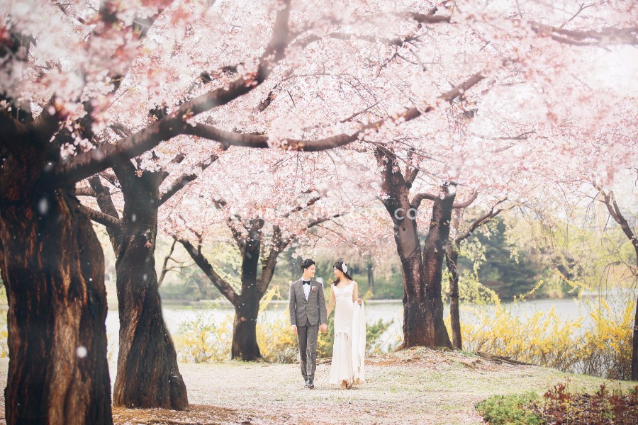 The Face Studio Cherry Blossoms Sample - Korean Studio Prewedding by The Face Studio on OneThreeOneFour 12