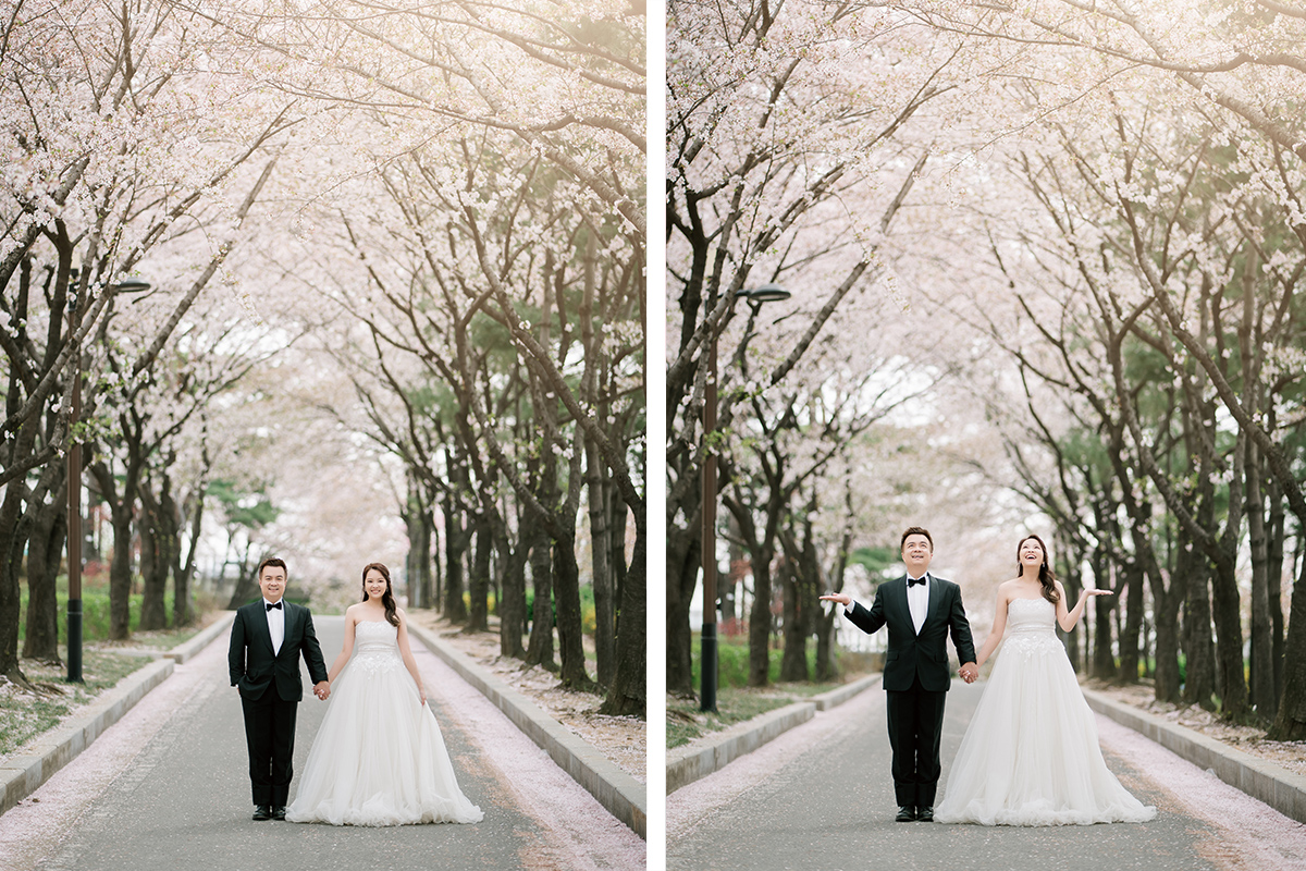 Cherry Kiss: Capturing Love Amidst Seoul's Cherry Blossoms by Jungyeol on OneThreeOneFour 5