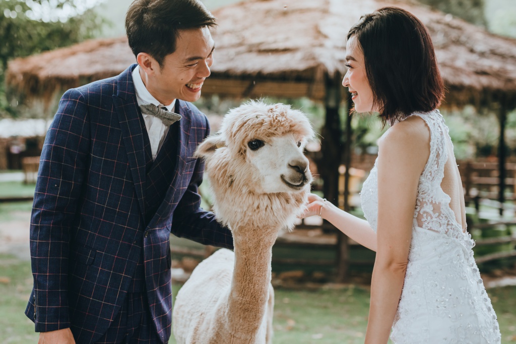 Pre-Wedding Photoshoot In Bangkok At Chinatown And Alpaca Hill Farm  by Por  on OneThreeOneFour 7