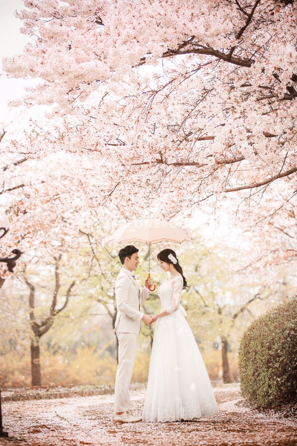 The Face Studio Cherry Blossoms Sample - Korean Studio Prewedding by The Face Studio on OneThreeOneFour 0