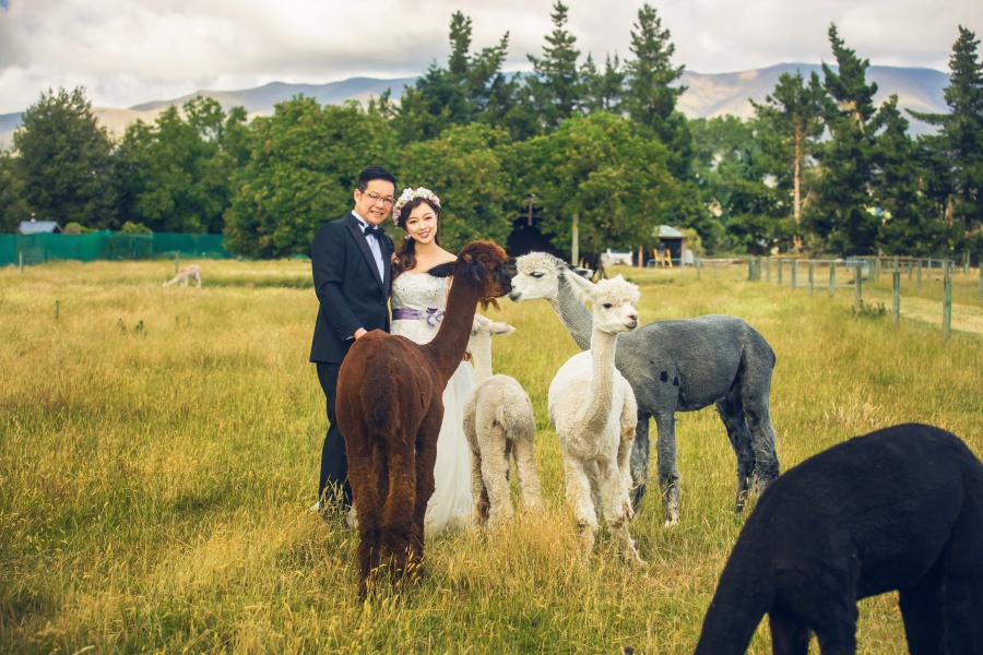 New Zealand Pre-Wedding Photoshoot At Christchurch, Lake Pukaki And Alpaca Farm  by Xing on OneThreeOneFour 38