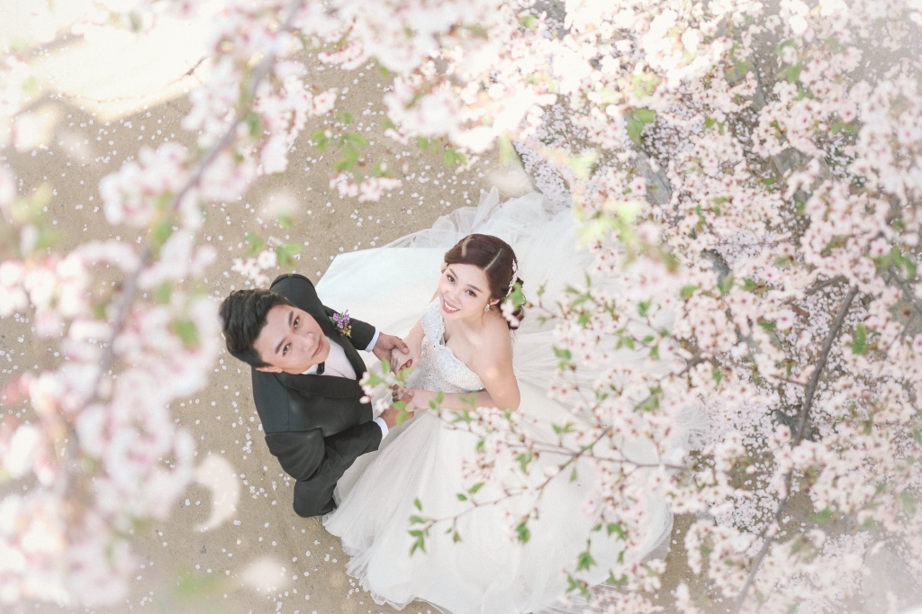  Korea  Cherry Blossom Pre Wedding  Photoshoot  At Seonyudo 