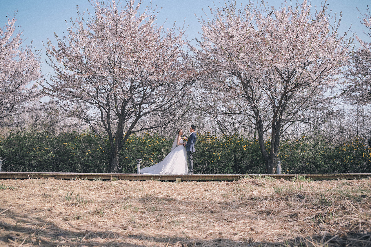 Korea Cherry Blossom Pre-Wedding Photoshoot At Seoul Forest And Kyunghee University  by Beomsoo on OneThreeOneFour 13
