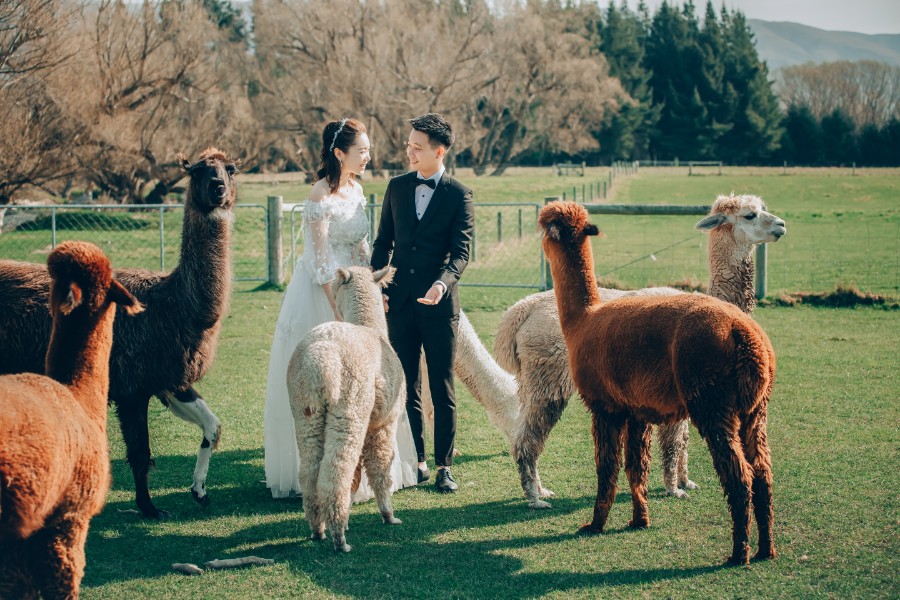S&D: New Zealand Spring Pre-wedding Photoshoot with Alpacas and Milky Way by Xing on OneThreeOneFour 1