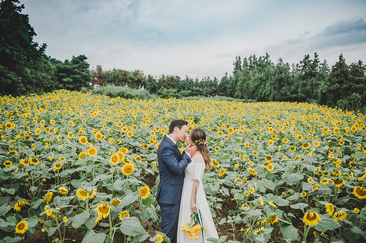 korea jeju island sunflower field wedding photoshoot