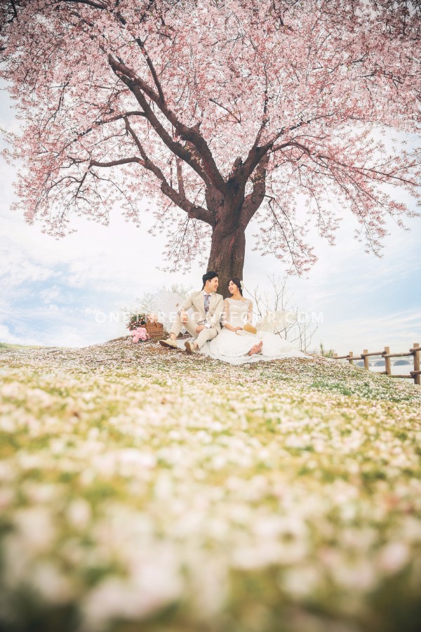 The Face Studio Cherry Blossoms Sample - Korean Studio Prewedding by The Face Studio on OneThreeOneFour 3