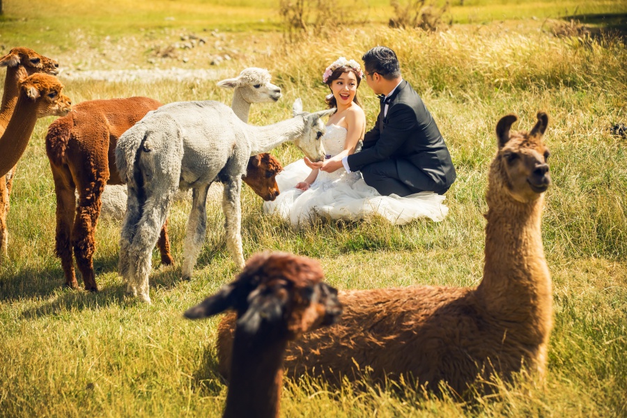 New Zealand Pre-Wedding Photoshoot At Christchurch, Lake Pukaki And Alpaca Farm  by Xing on OneThreeOneFour 39