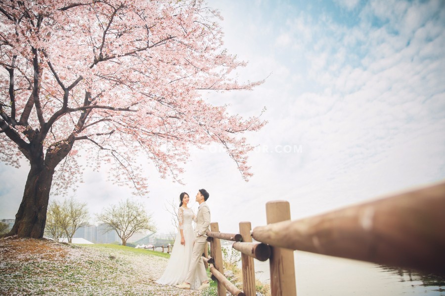 The Face Studio Cherry Blossoms Sample - Korean Studio Prewedding by The Face Studio on OneThreeOneFour 4