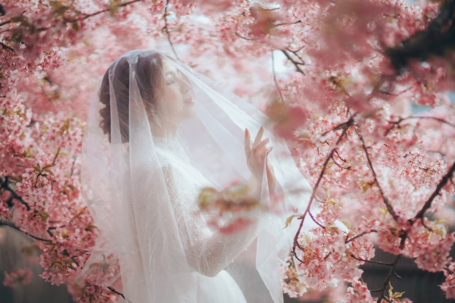 E&V: Kyoto Spring Cherry Blossoms Pre-wedding Photoshoot by Kinosaki on OneThreeOneFour 8