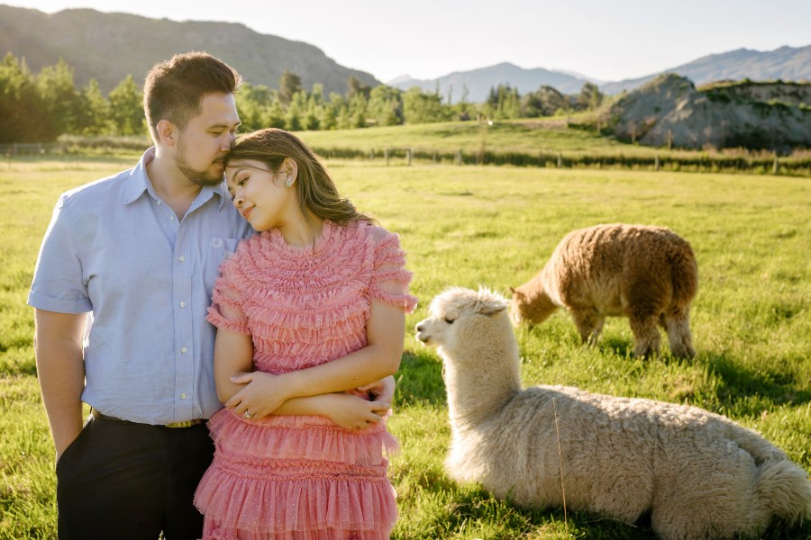 K&M: Dreamy pre-wedding in New Zealand at Coromandel Peak and alpaca farm during Lupin season  by Fei on OneThreeOneFour 17