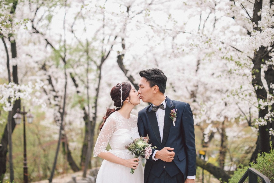 M: Korea Cherry Blossom Pre-Wedding Photoshoot At Seoul Forest With During Spring by Beomsoo  on OneThreeOneFour 19