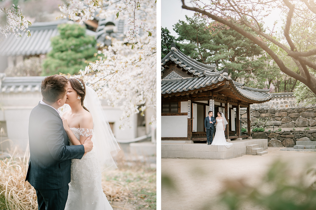 Cherry Kiss: Capturing Love Amidst Seoul's Cherry Blossoms by Jungyeol on OneThreeOneFour 14