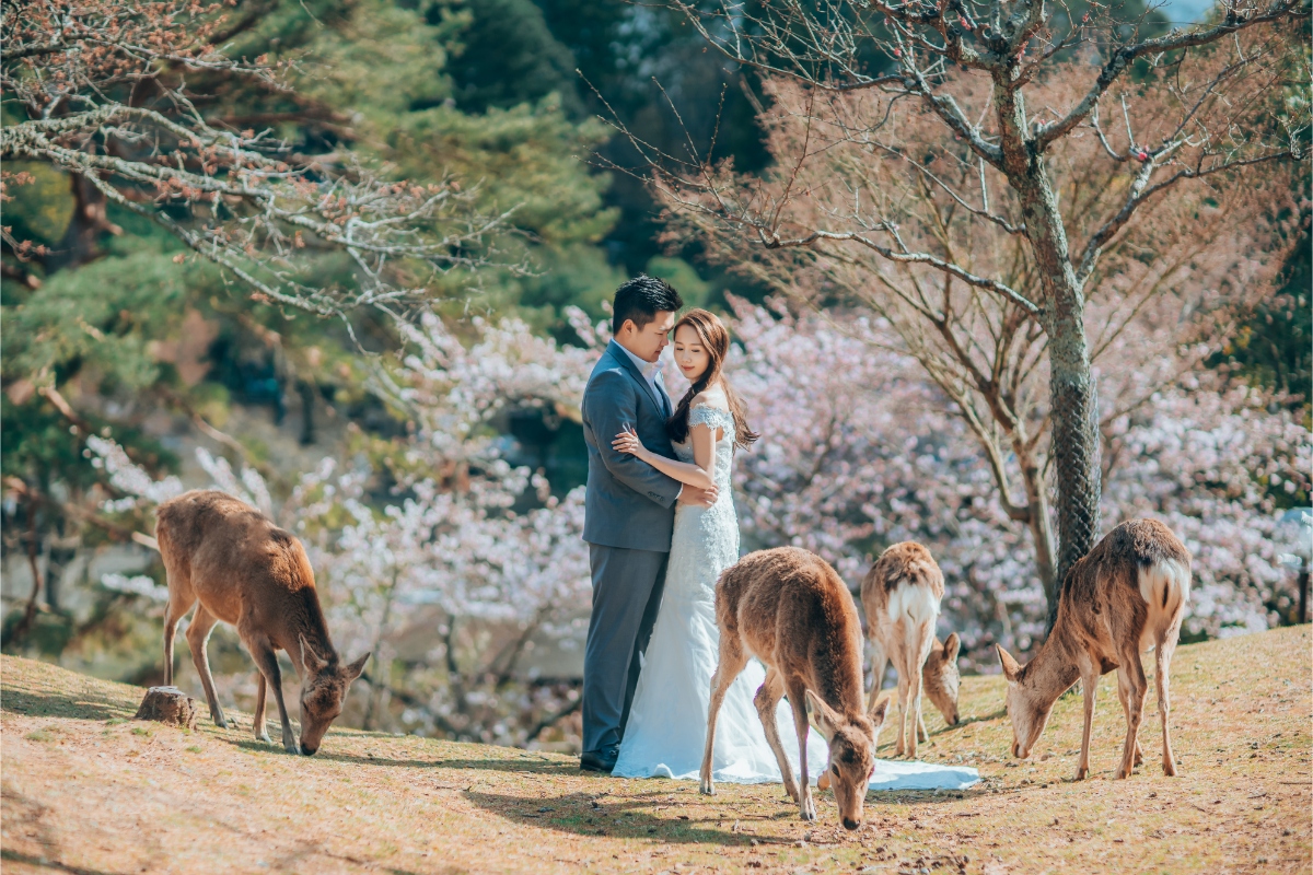 Kyoto and Nara Sakura Pre-wedding and Kimono Photoshoot  by Kinosaki on OneThreeOneFour 13