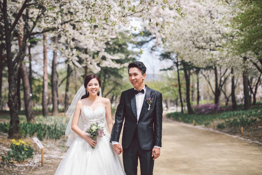 M: Korea Cherry Blossom Pre-Wedding Photoshoot At Seoul Forest With During Spring by Beomsoo  on OneThreeOneFour 16